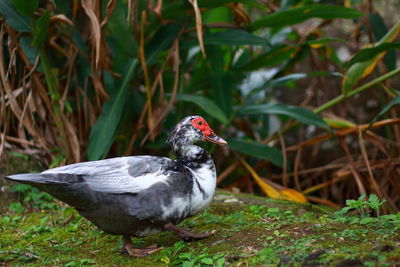 Close-up of bird on grass