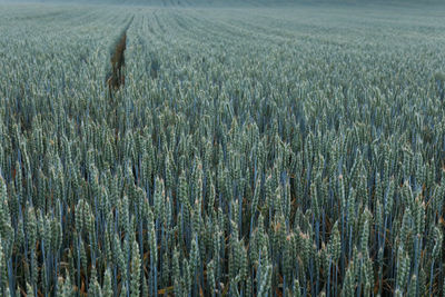 Crops growing on field