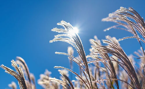 Low angle view of plant against blue sky