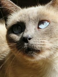 Close-up portrait of a cat