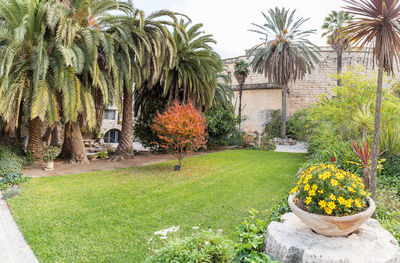 View of palm trees and plants in garden