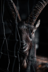 Close-up portrait of deer