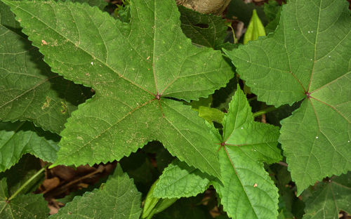 High angle view of plant leaves