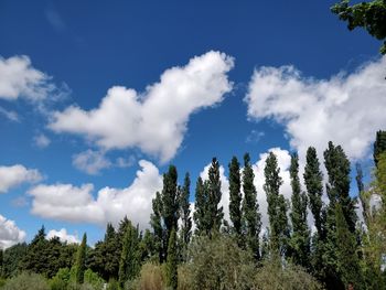 Low angle view of trees against sky