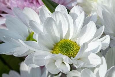 Close-up of white daisy flowers