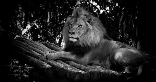 The lion relaxing