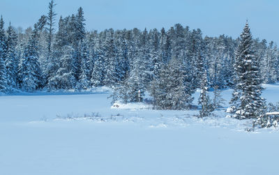 Close-up of snow on tree mountain against sky