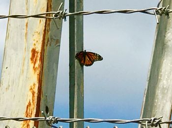 Close-up of butterfly perching on beach against sky
