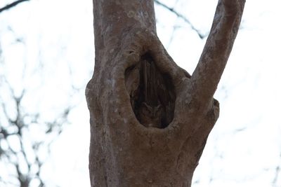 Close-up of tree trunk against sky