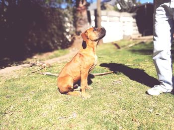 Dog sitting on field