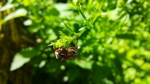 Close-up of insect on leaf