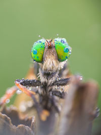 Close-up of insect on flower