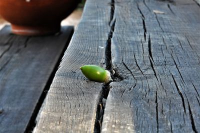 Falled acorn in my garden