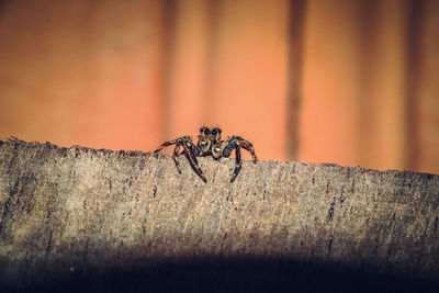 A dark macro shot of selective focus of a green and black jumping spider on a rough surface.