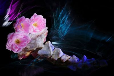 Close-up of pink rose flower against black background