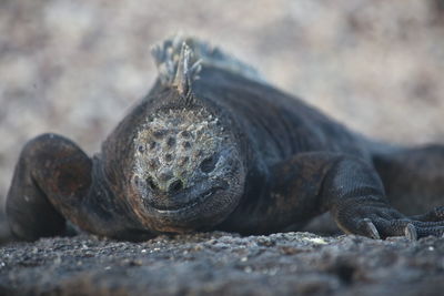 Close-up of an animal