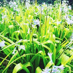 Close-up of plant growing on field