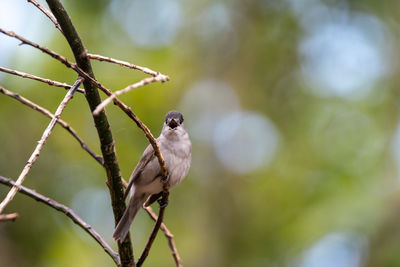 Singing black cap