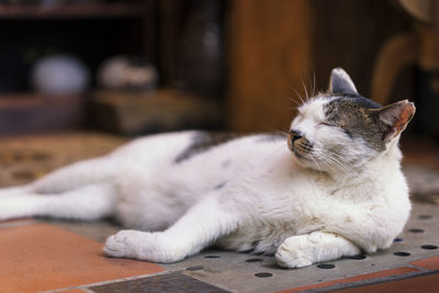 Close-up of a cat resting