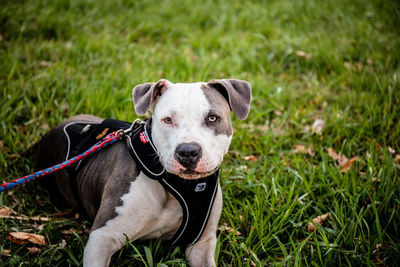 Portrait of dog on field