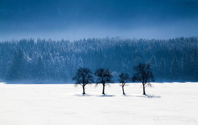 Trees on snow covered landscape against sky