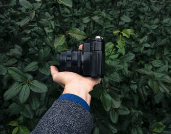 Cropped hand holding camera by plants
