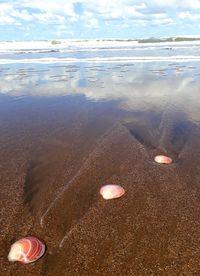 View of seashell on beach