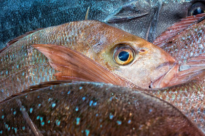 Close-up of fish in market stall