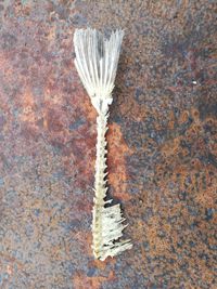 Close-up of leaf on ground