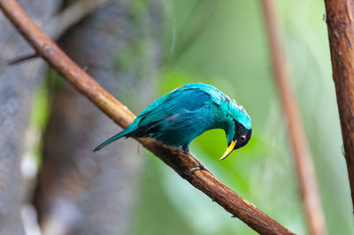 Green honeycreeper - chlorophanes spiza male perching on a branch