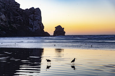 View of birds on beach at sunset