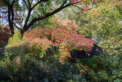 View of flowering plants in garden