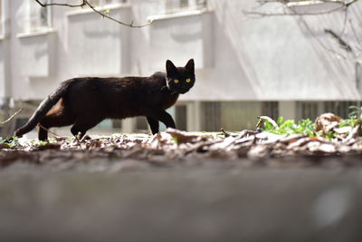 Black cat on field