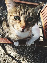 Close-up portrait of cat