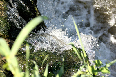 Close-up of plant in water