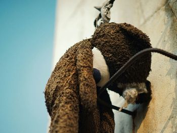 Low angle view of teddy bear hanging against wall