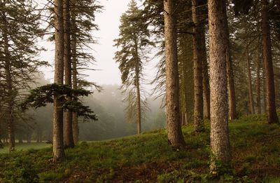 Trees in forest against sky