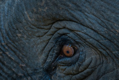 Close-up of elephant