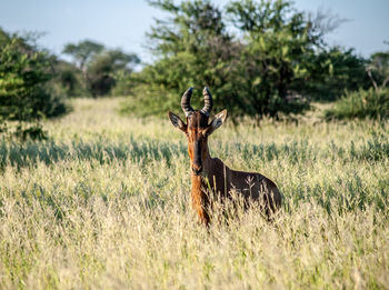 Horse in a field