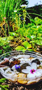 Close-up of purple flowering plants in water