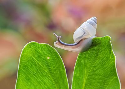 Close-up of snail on plant