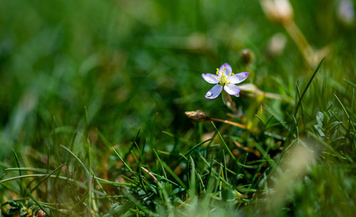 Close-up of flowering plant on field