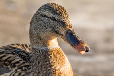 Close-up of a bird