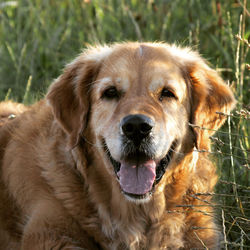 Close-up portrait of a dog