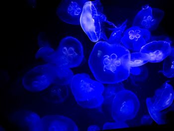 Close-up of jellyfish swimming underwater