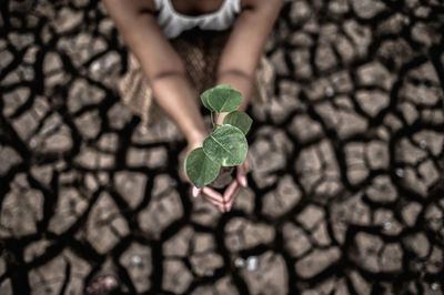 Midsection of woman holding plant while crouching on land