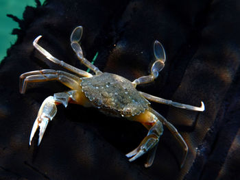 Close-up of crab in sea