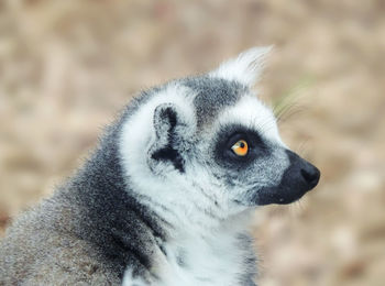 Close-up portrait of a rabbit