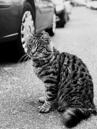 Cat sitting on a car