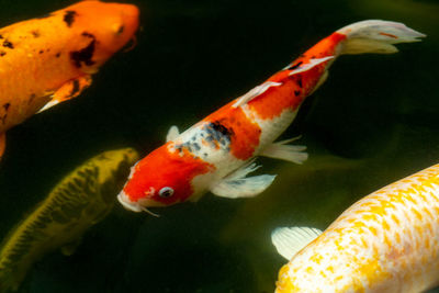 Close-up of fish swimming in sea